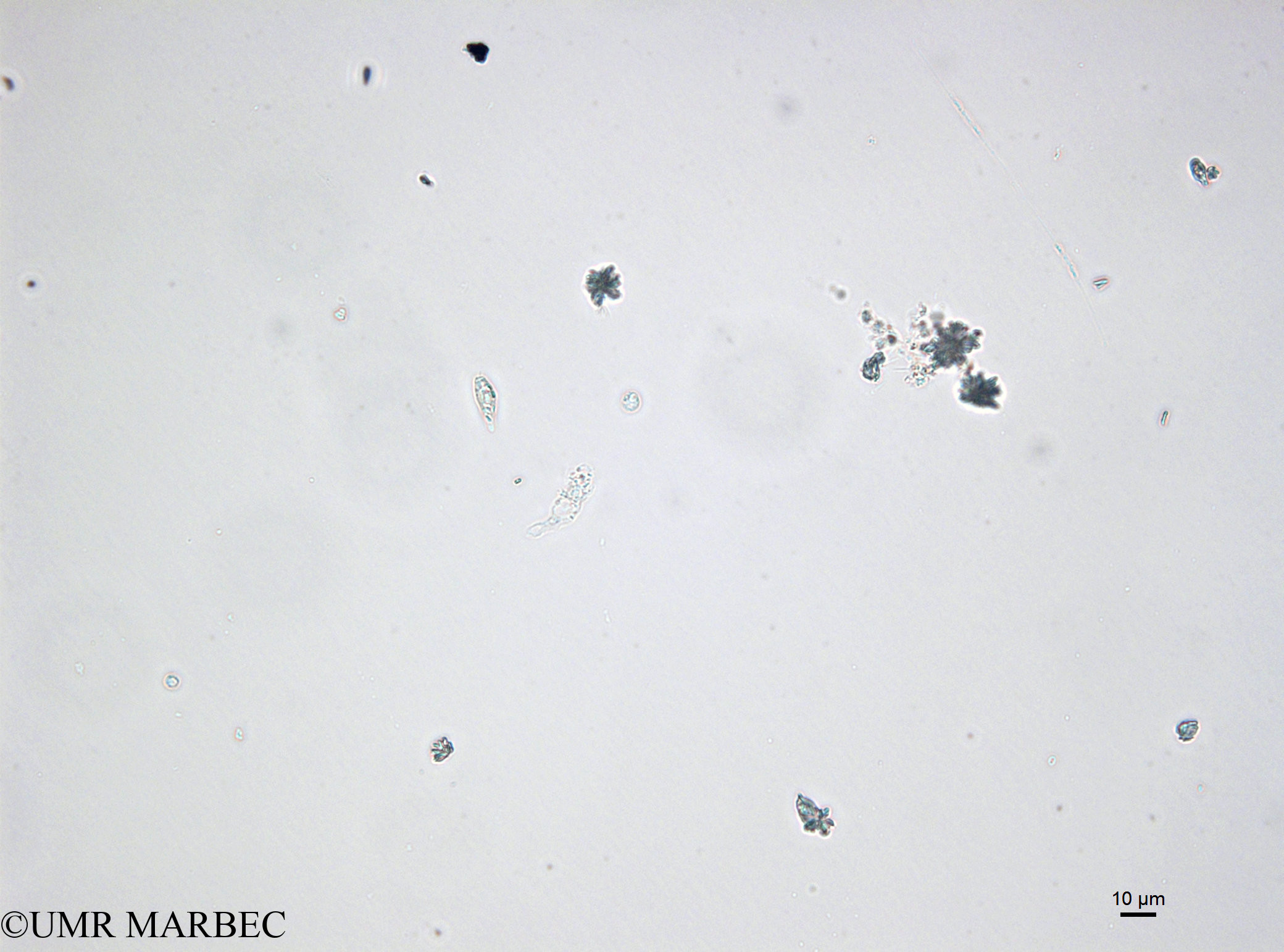 phyto/Bizerte/bizerte_bay/RISCO April 2014/Eutreptiella braarudii (old Euglenoidea spp -150114_001_ovl -11)(copy).jpg